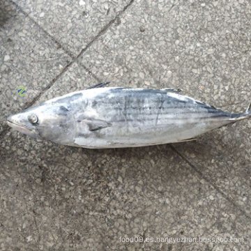 Bonito rayado congelado 1,5 kg hasta embalaje de cartón